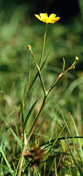 lesser spearwort